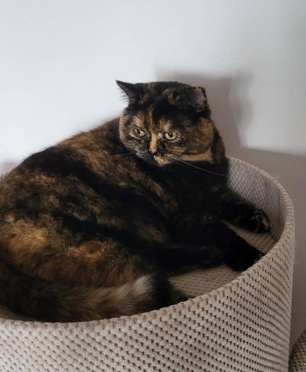 A tortoiseshell cat looking attentively towards the camera