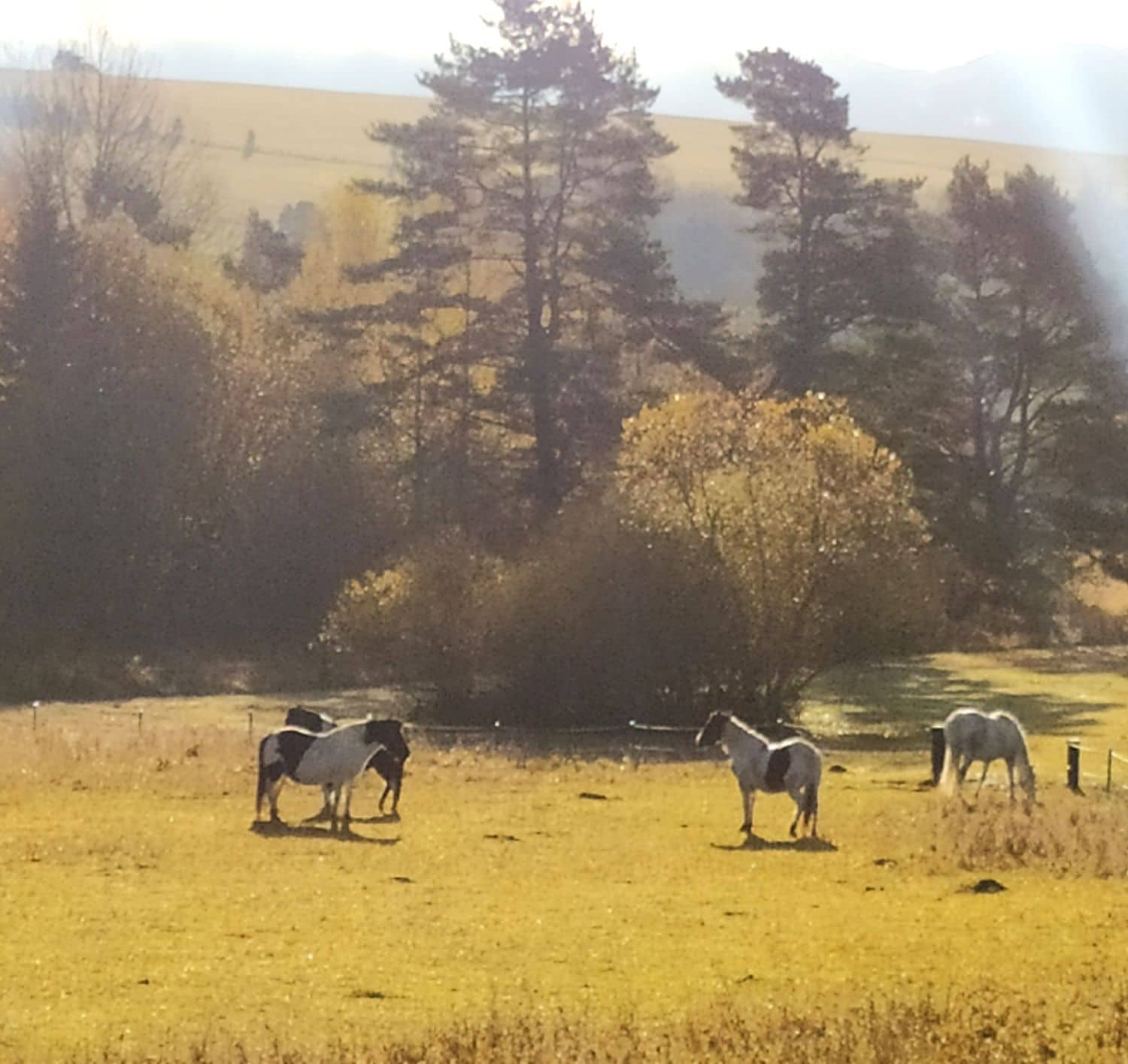 Horses moving together through a sunlit meadow