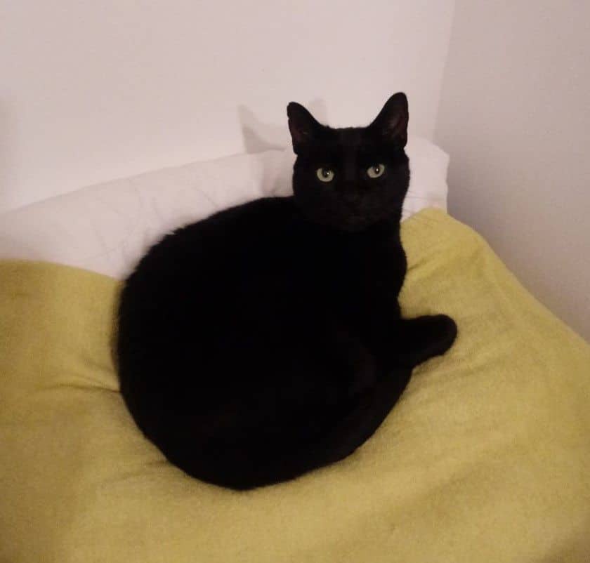 A black cat sitting quietly against a light background