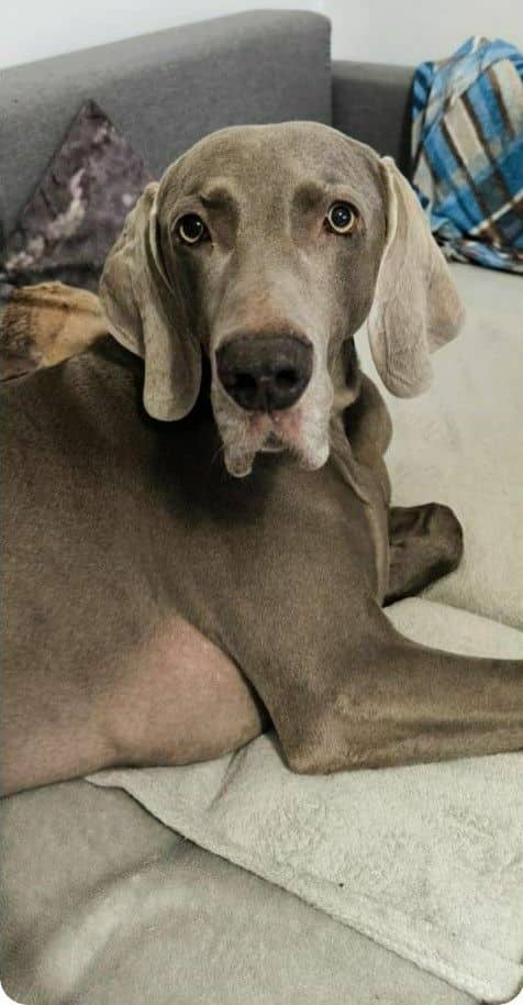 A grey dog calmly holding the viewer’s gaze