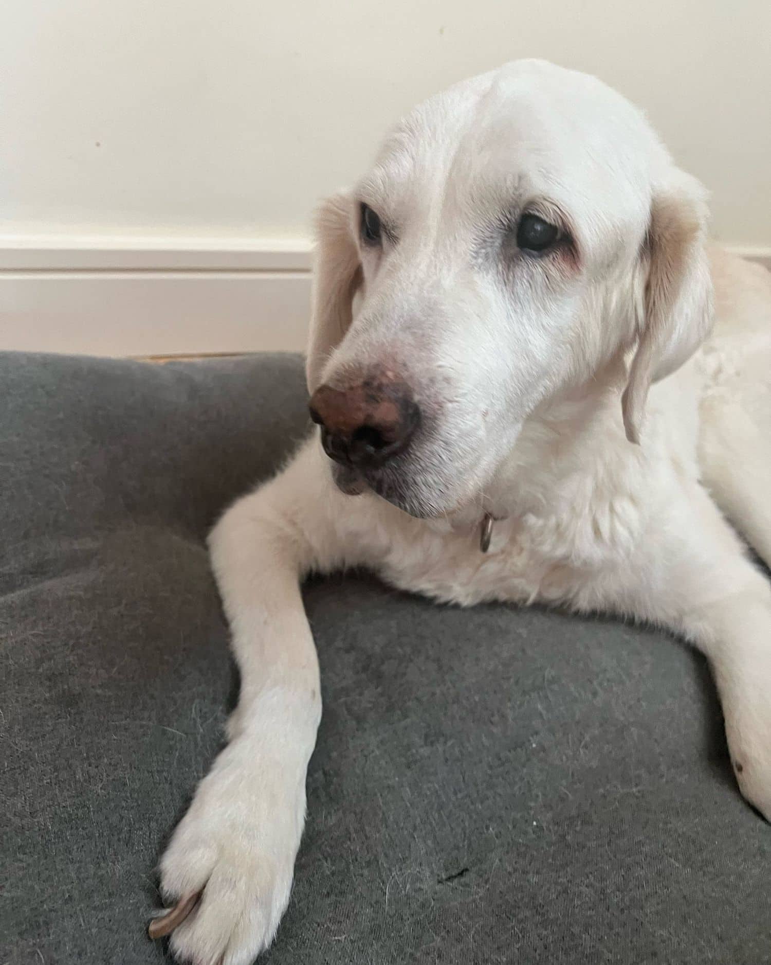 An older light-coloured dog resting in familiar surroundings